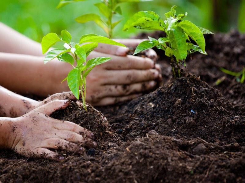Plantation